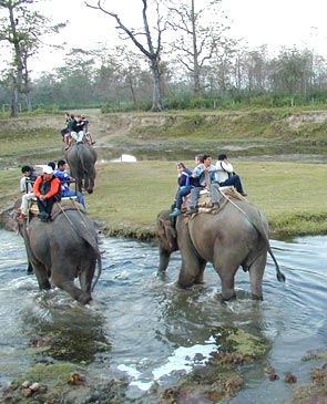 Jungle Safari In Nepal